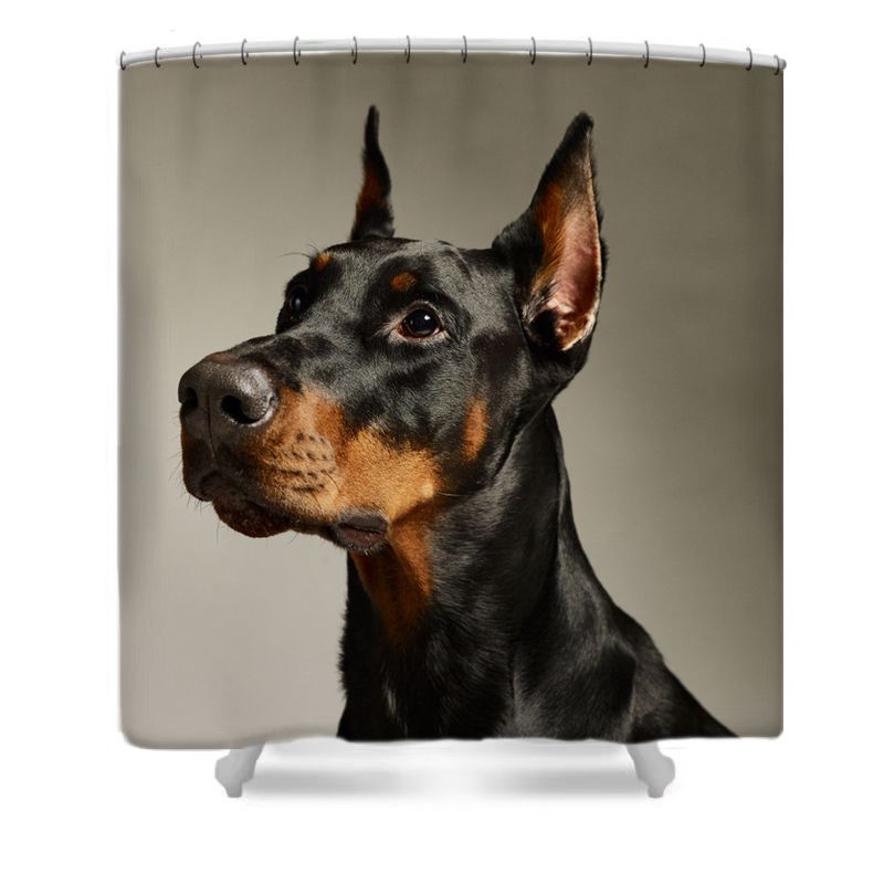 Close-up Doberman Shower Curtain