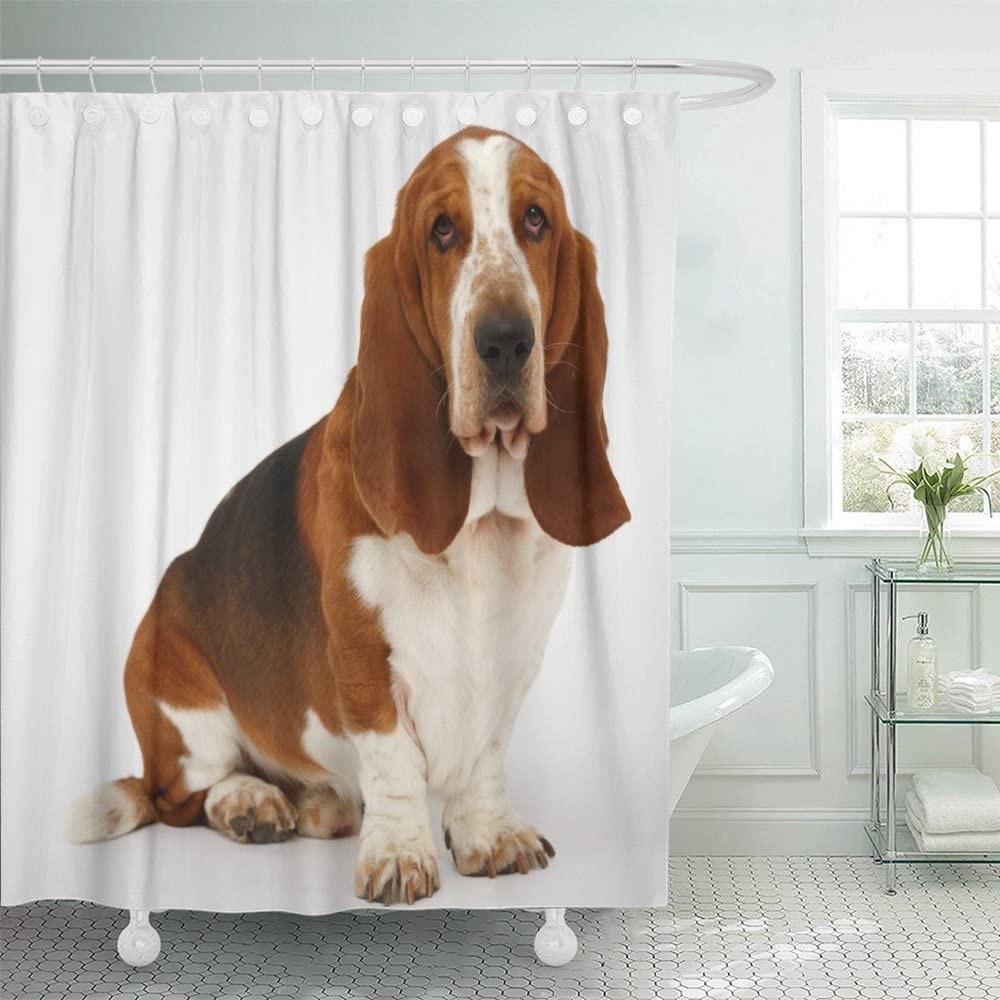 Cute Dog Stand Basset Hound Shower Curtain