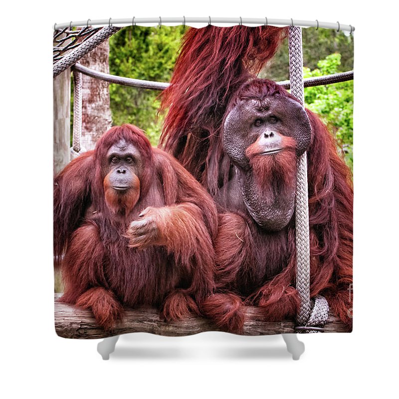 Great Ape Orangutan Shower Curtain